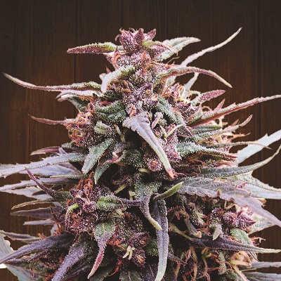 PURPLE HAZE X MALAWI - 5 UNIDADES FEMINIZADAS - ACE SEEDS - SEMILLAS