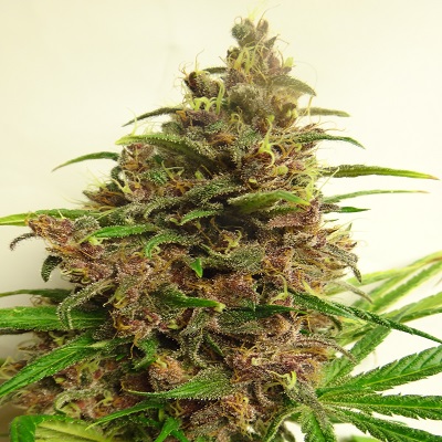 MALAWI X PCK - 5 UNIDADES FEMINIZADAS - ACE SEEDS - SEMILLAS