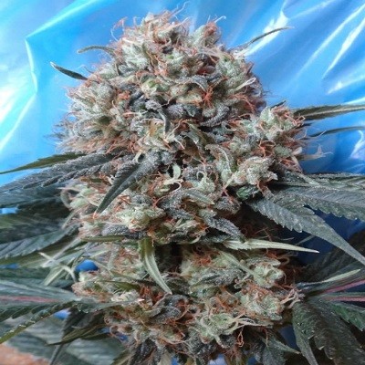 NEPAL JAM X KALI CHINA - 5 UNIDADES FEMINIZADAS - ACE SEEDS - SEMILLAS