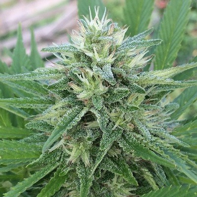 PANAMA X BANGI HAZE - 5 UNIDADES FEMINIZADAS - ACE SEEDS - SEMILLAS