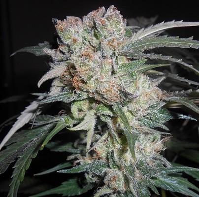 ZAMALDELICA X KALI CHINA - 5 UNIDADES FEMINIZADAS - ACE SEEDS - SEMILLAS