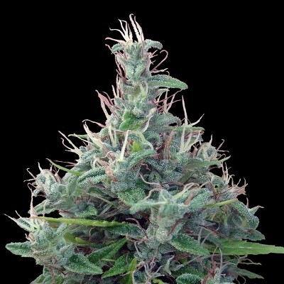 LIBANO - 5 UNIDADES REGULARES - ACE SEEDS - SEMILLAS