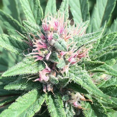 PCK X ERDPURT - 7 UNIDADES FEMINIZADAS - ACE SEEDS - SEMILLAS