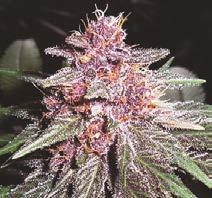VIOLETA - 10 UNIDADES REGULARES - ACE SEEDS - SEMILLAS
