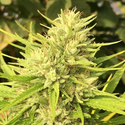 MALAWI X PANAMA - 10 UNIDADES REGULARES - ACE SEEDS - SEMILLAS