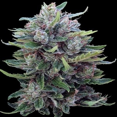 BANGI HAZE X ETIOPE - 10 UNIDADES REGULARES - ACE SEEDS - SEMILLAS