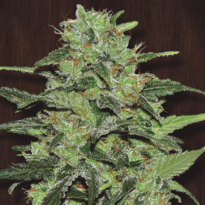 MALAWI PACK DE CRIA - 20 UNIDADES FEMINIZADAS - ACE SEEDS - SEMILLAS