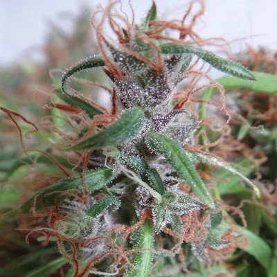 HONDURAS PACK DE CRIA - 30 UNIDADES REGULARES - ACE SEEDS - SEMILLAS