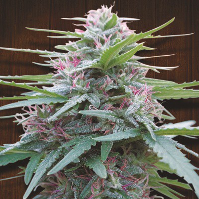 PANAMA PACK DE CRIA - 30 UNIDADES REGULARES - ACE SEEDS - SEMILLAS