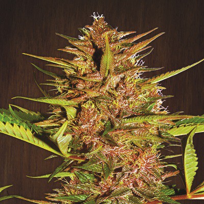 PAKISTAN CHITRAL KUSH PACK DE CRIA - 30 UNIDADES REGULARES - ACE SEEDS - SEMILLAS
