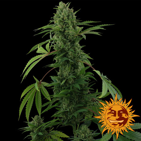 PINEAPPLE EXPRESS (AUTO FLOWERING) - 1 UNIDAD FEMINIZADA - BARNEY'S FARM - SEMILLAS
