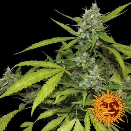 SWEET TOOTH (AUTO FLOWERING) - 1 UNIDAD FEMINIZADA - BARNEY'S FARM - SEMILLAS
