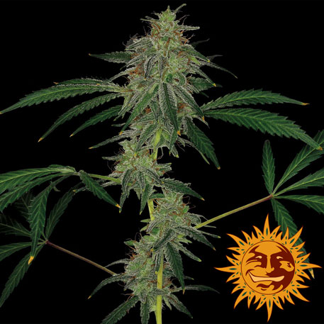 BLUE MAMMOTH (AUTO FLOWERING) - 1 UNIDAD FEMINIZADA - BARNEY'S FARM - SEMILLAS