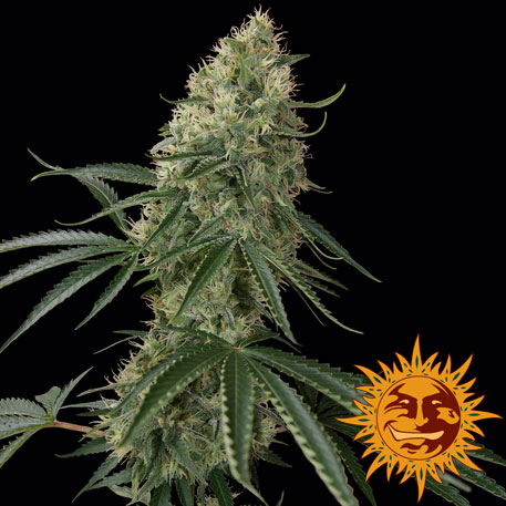 SIN TRA BAJO (AUTO FLOWERING) - 1 UNIDAD FEMINIZADA - BARNEY'S FARM - SEMILLAS