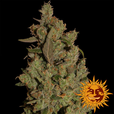 CBD CRITICAL CURE - 1 UNIDAD FEMINIZADA - BARNEY'S FARM - SEMILLAS