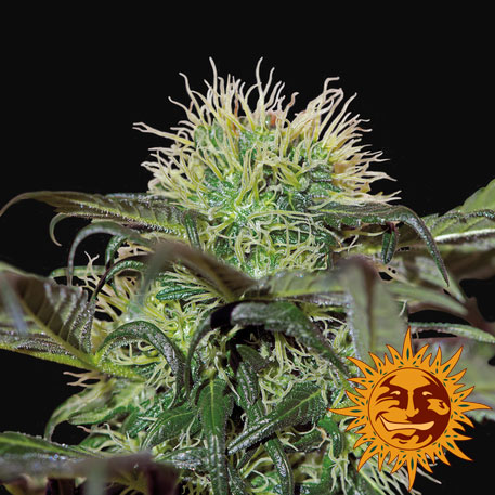 BAD AZZ KUSH - 1 UNIDAD FEMINIZADA - BARNEY'S FARM - SEMILLAS