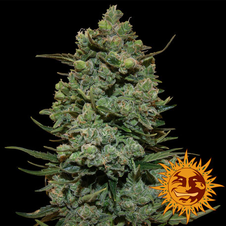 COOKIES KUSH - 1 UNIDAD FEMINIZADA - BARNEY'S FARM - SEMILLAS