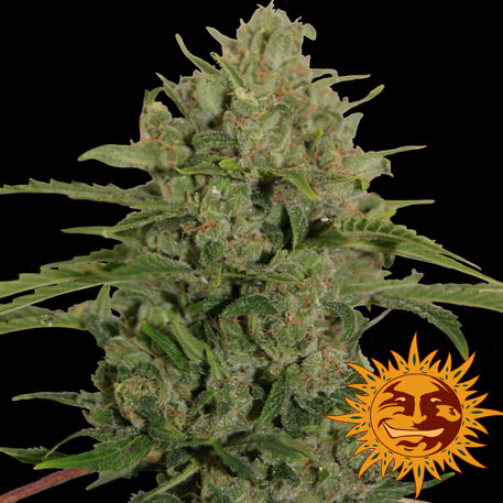 TRIPLE CHEESE - 1 UNIDAD FEMINIZADA - BARNEY'S FARM - SEMILLAS