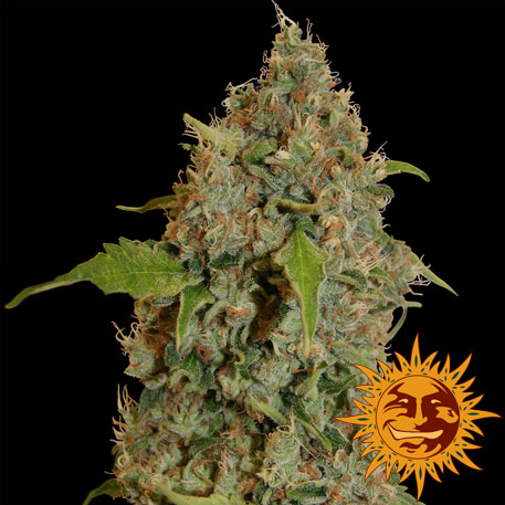 CHRONIC THUNDER - 1 UNIDAD FEMINIZADA - BARNEY'S FARM - SEMILLAS
