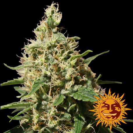 SEMBAR01F9024 - 1 UNIDAD FEMINIZADA - BARNEY'S FARM - SEMILLAS