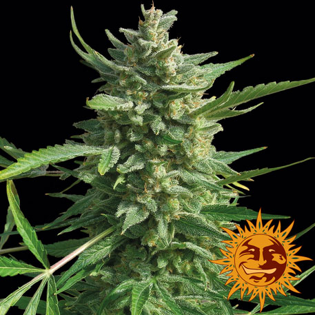 CRITICAL KUSH - 1 UNIDAD FEMINIZADA - BARNEY'S FARM - SEMILLAS