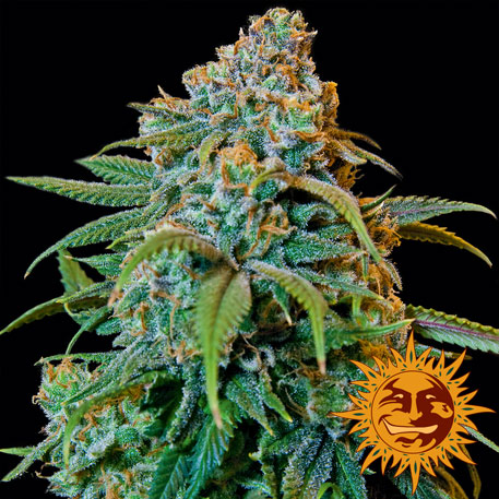 LIBERTY HAZE - 1 UNIDAD FEMINIZADA - BARNEY'S FARM - SEMILLAS