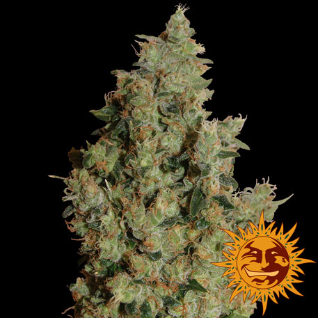 TANGERINE DREAM - 1 UNIDAD FEMINIZADA - BARNEY'S FARM - SEMILLAS