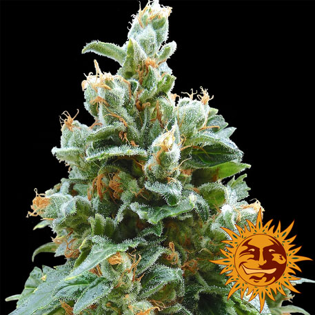 VANILLA KUSH - - BARNEY'S FARM - SEMILLAS