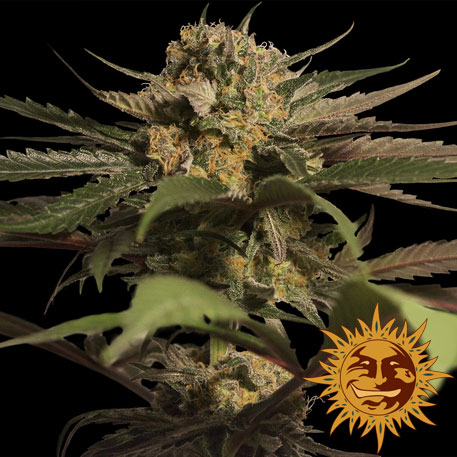 VIOLATOR KUSH - 1 UNIDAD FEMINIZADA - BARNEY'S FARM - SEMILLAS