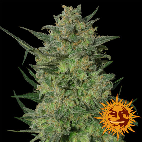 L.S.D - 1 UNIDAD FEMINIZADA - BARNEY'S FARM - SEMILLAS
