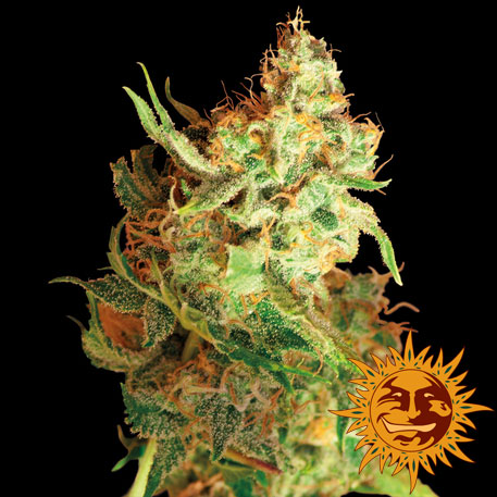 RED DRAGON - 1 UNIDAD FEMINIZADA - BARNEY'S FARM - SEMILLAS