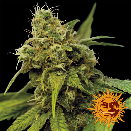 UTOPIA HAZE - 1 UNIDAD FEMINIZADA - BARNEY'S FARM - SEMILLAS