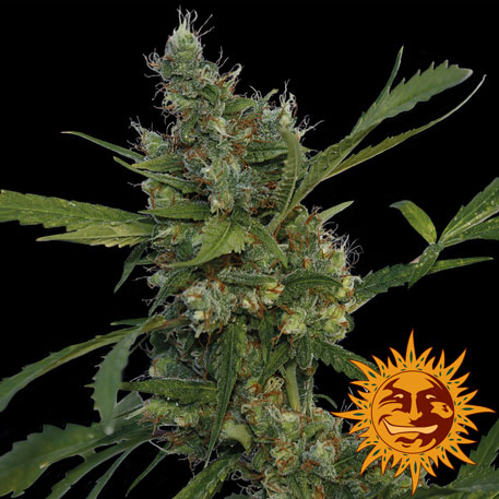 MORNING GLORY - 1 UNIDAD FEMINIZADA - BARNEY'S FARM - SEMILLAS
