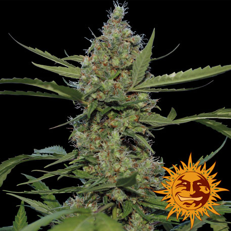 LAUGHING BUDDHA - 1 UNIDAD FEMINIZADA - BARNEY'S FARM - SEMILLAS