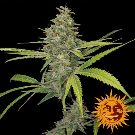 G 13 HAZE - 1 UNIDAD FEMINIZADA - BARNEY'S FARM - SEMILLAS