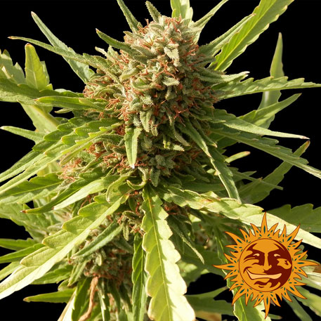RED CHERRY BERRY - 1 UNIDAD FEMINIZADA - BARNEY'S FARM - SEMILLAS