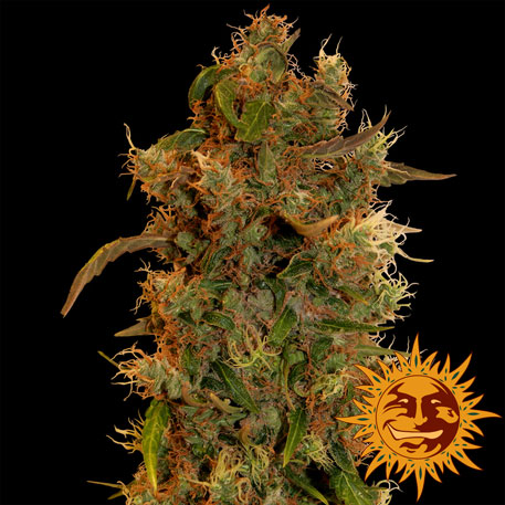 8 BALL KUSH - 1 UNIDAD FEMINIZADA - BARNEY'S FARM - SEMILLAS
