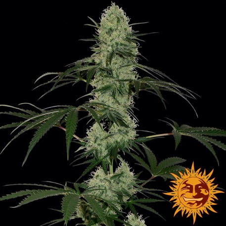 TANGERINE DREAM (AUTO FLOWERING) - 1 UNIDAD FEMINIZADA - BARNEY'S FARM - SEMILLAS