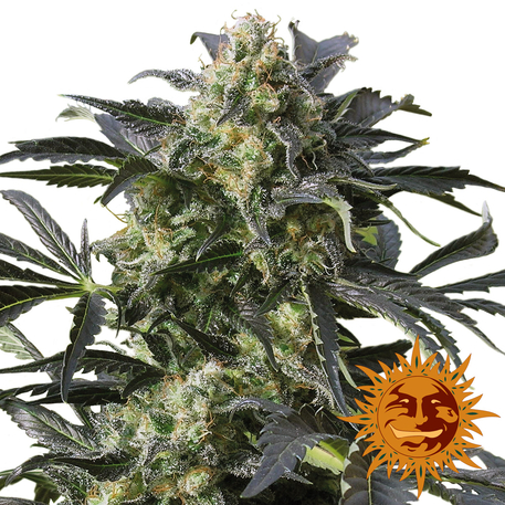 CRIMEA BLUE - 1 UNIDAD FEMINIZADA - BARNEY'S FARM - SEMILLAS