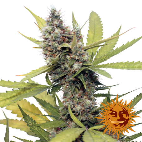 HONEY B - 1 UNIDAD FEMINIZADA - BARNEY'S FARM - SEMILLAS
