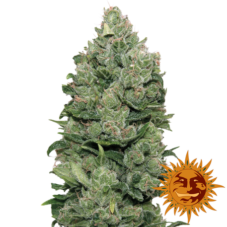 TOP DAWG - 1 UNIDAD FEMINIZADA - BARNEY'S FARM - SEMILLAS
