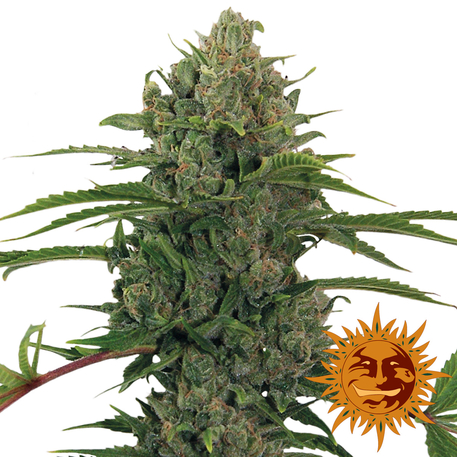 CRITICAL KUSH (AUTO FLOWERING) - 3 UNIDADES FEMINIZADAS - BARNEY'S FARM - SEMILLAS