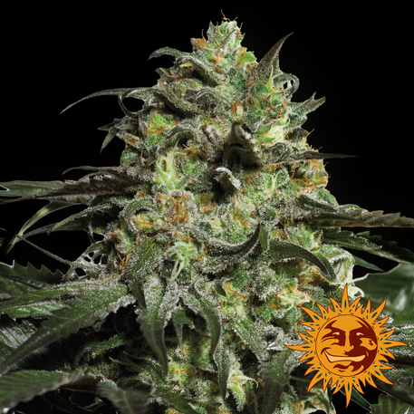 PEYOTE COOKIES - 3 UNIDADES FEMINIZADAS - BARNEY'S FARM - SEMILLAS