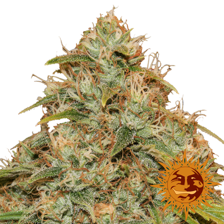 CBD LEMON POTION AUTO - 3 UNIDADES FEMINIZADAS - BARNEY'S FARM - SEMILLAS