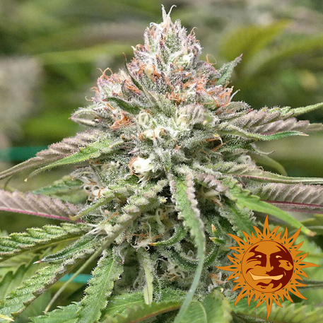 PEYOTE CRITICAL - 10 UNIDADES FEMINIZADAS - BARNEY'S FARM - SEMILLAS