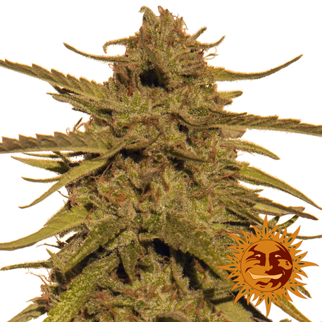 PINEAPPLE HAZE - 10 UNIDADES REGULARES - BARNEY'S FARM - SEMILLAS