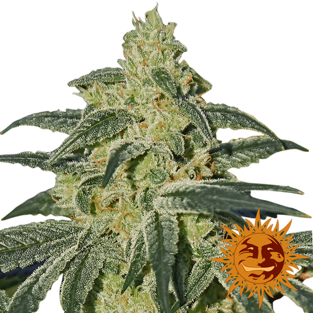 AFGHAN HASH PLANT - 10 UNIDADES REGULARES - BARNEY'S FARM - SEMILLAS