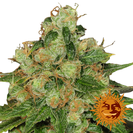 CBD CARAMEL - 10 UNIDADES REGULARES - BARNEY'S FARM - SEMILLAS