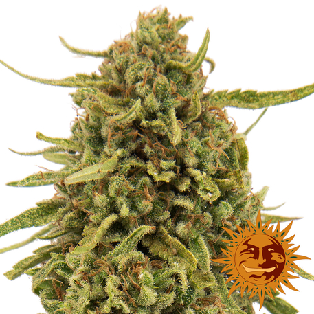 WIDOW REMEDY - 10 UNIDADES REGULARES - BARNEY'S FARM - SEMILLAS