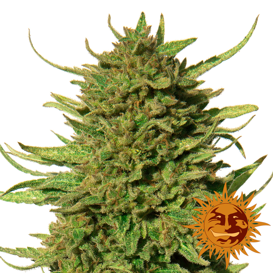 CRITICAL KUSH - 10 UNIDADES REGULARES - BARNEY'S FARM - SEMILLAS